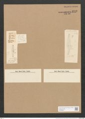 Stauroneis dubia Greg. (de-Toni-Nr.: Genus 6, Species 911) Zeichnungen Sammlung Grunow Nr. 1772 (NHMW-BOT-W0368667)